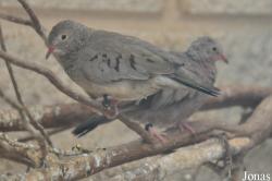 Columbina passerina