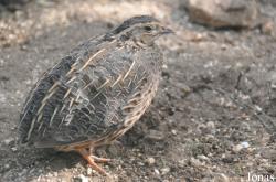 Coturnix coturnix