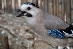 Garrulus glandarius atricapillus