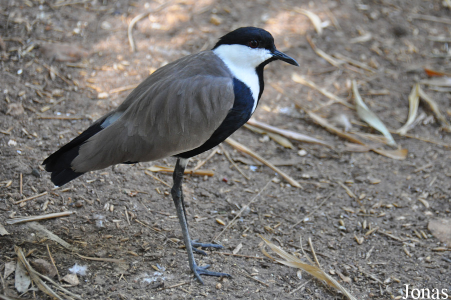 Zoo-Botanical Garden Nahariya