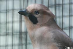 Garrulus glandarius