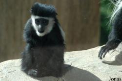 Colobus guereza