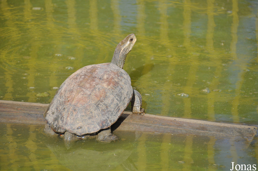Zoo-Botanical Garden Nahariya