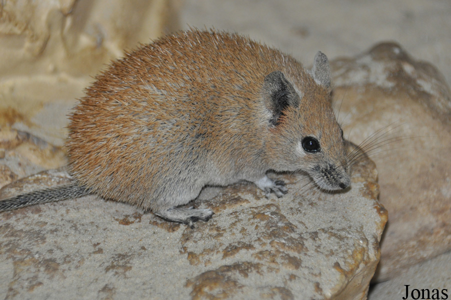 Zoo-Botanical Garden Nahariya