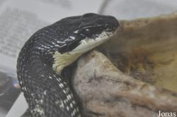 Elaphe sauromates