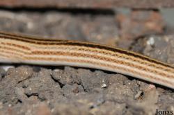 Eirenis decemlineatus