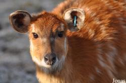 Tragelaphus spekii