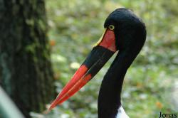 Ephippiorhynchus senegalensis