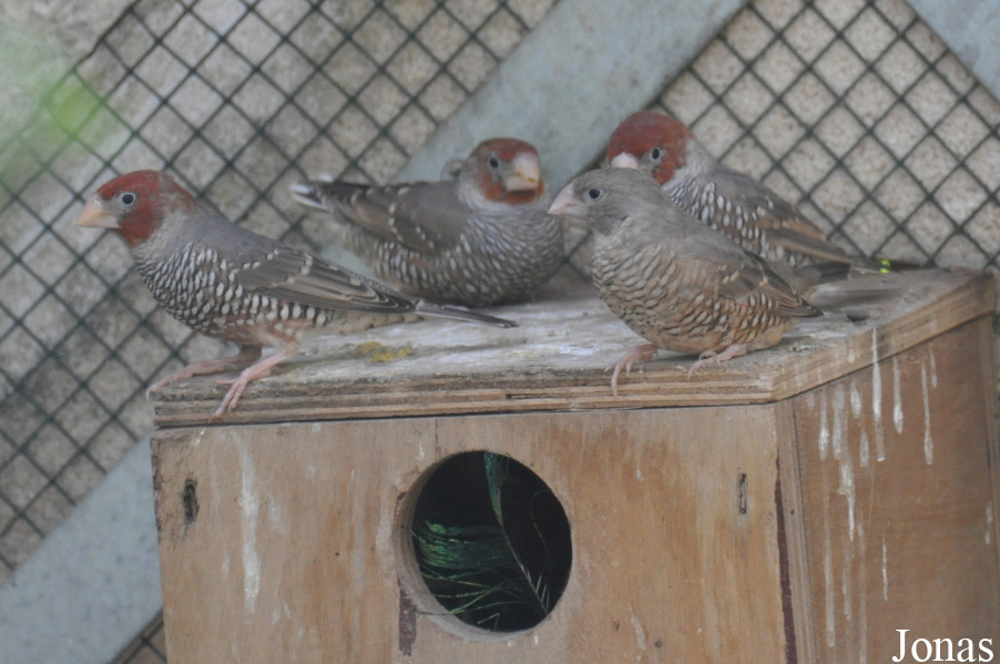Zoo-Botanical Garden Nahariya