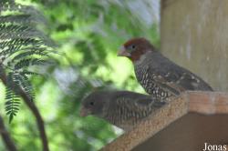 Amadina erythrocephala
