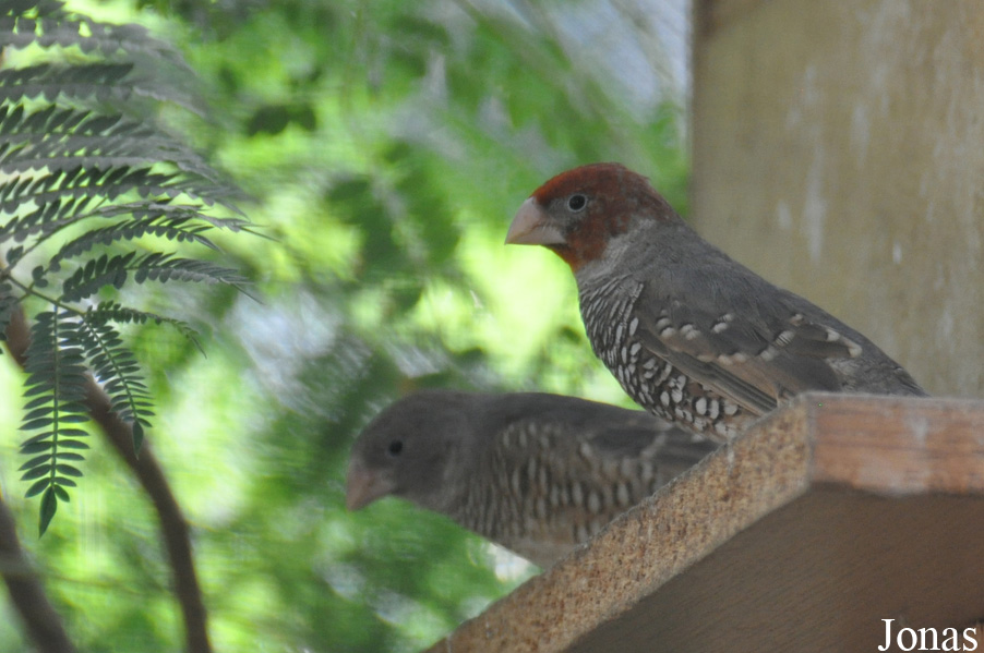 Zoo-Botanical Garden Nahariya