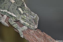 Chamaeleo chamaeleon recticrista