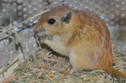 Psammomys obesus terraesanctae