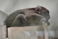 Kölner Zoo