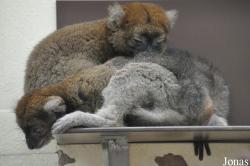 Kölner Zoo