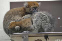 Kölner Zoo