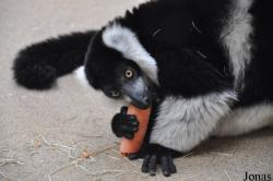 Kölner Zoo