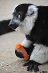 Kölner Zoo