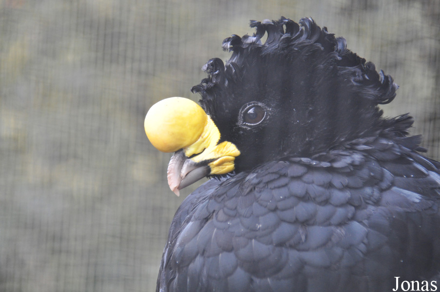 Kölner Zoo