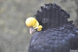 Kölner Zoo