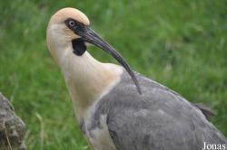 Kölner Zoo