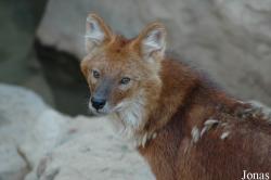 Cuon alpinus