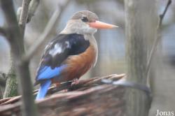 Halcyon leucocephala