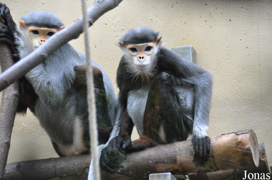 Kölner Zoo