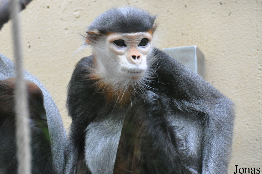 Kölner Zoo