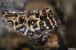 Leptodactylus laticeps