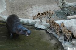 Fuengirola Zoo