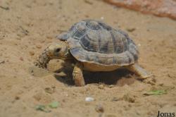 The Tisch Family Zoological Gardens in Jerusalem
