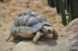 The Tisch Family Zoological Gardens in Jerusalem