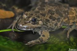 Pelophylax bedriagae