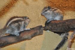 The Tisch Family Zoological Gardens in Jerusalem