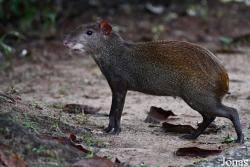 Dasyprocta leporina