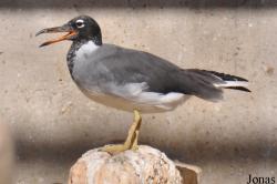 Ichthyaetus leucophthalmus