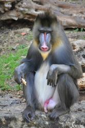 The Tisch Family Zoological Gardens in Jerusalem