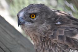 The Tisch Family Zoological Gardens in Jerusalem