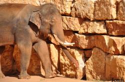 The Tisch Family Zoological Gardens in Jerusalem