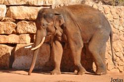 The Tisch Family Zoological Gardens in Jerusalem