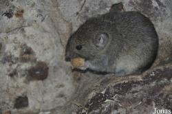 Microtus guentheri