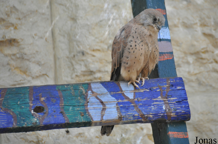 The Tisch Family Zoological Gardens in Jerusalem