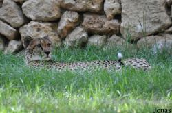 The Tisch Family Zoological Gardens in Jerusalem