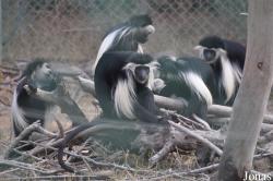Ben Shemen Monkey Park Israel