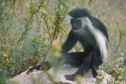 Ben Shemen Monkey Park Israel