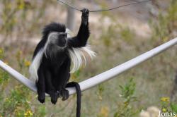 Ben Shemen Monkey Park Israel