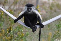 Ben Shemen Monkey Park Israel