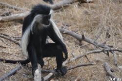 Ben Shemen Monkey Park Israel