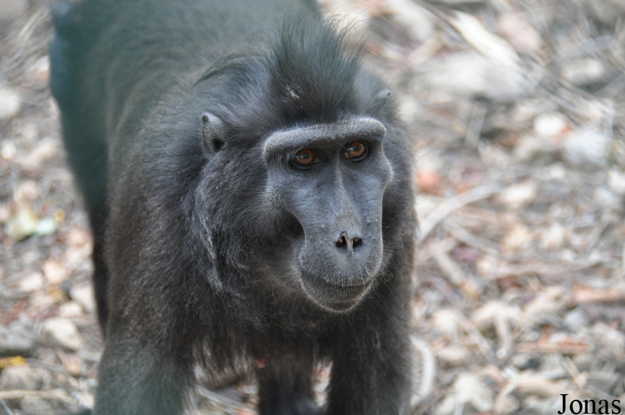 Ben Shemen Monkey Park Israel